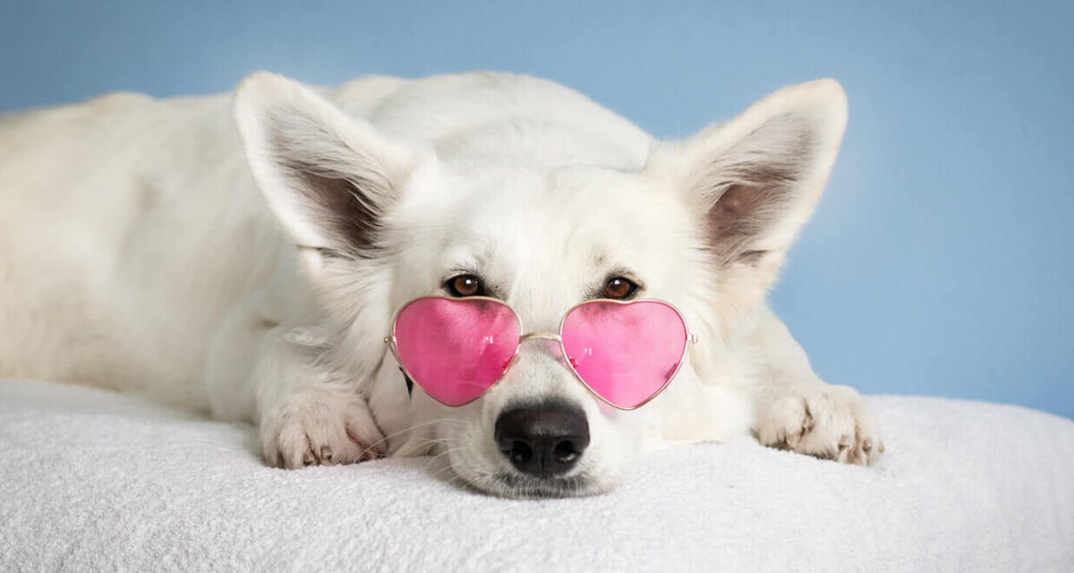 سفید سگ خانگی