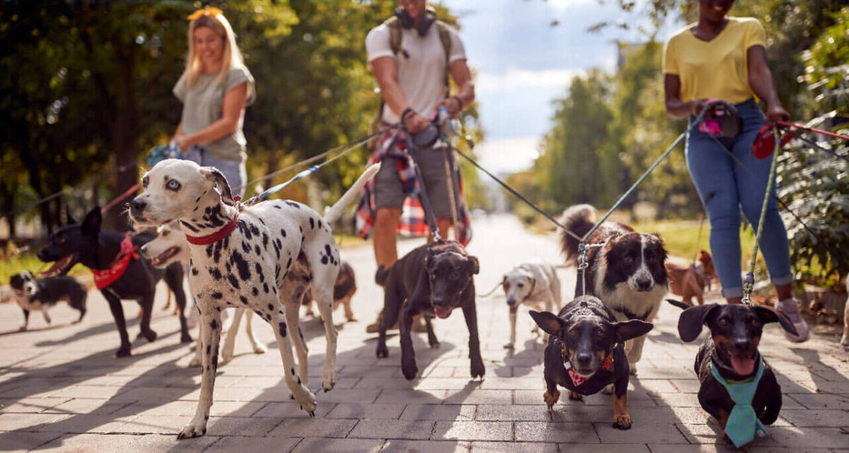 بیرون رفتن با حیوان خانگی